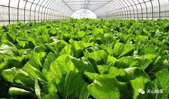 绿色无公害果蔬农药使用准则与植物增效剂应用规范