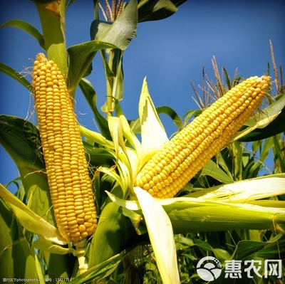 玉米专用叶面肥 解密微量元素水溶肥的增效奇迹
